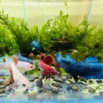 How to Make Money Selling Betta Fish