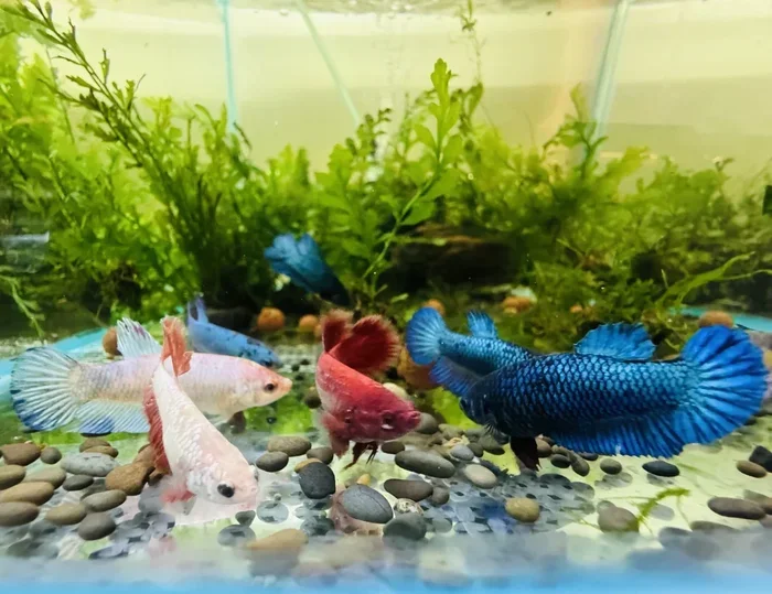 How to Make Money Selling Betta Fish
