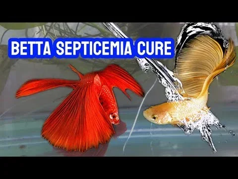 How to Treat Septicemia in Betta Fish
