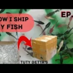 How to Ship Betta Fish Heat Pack