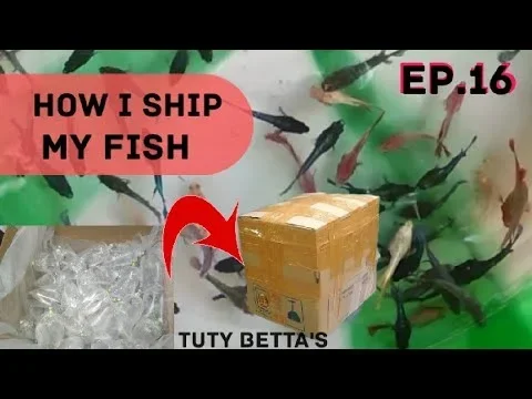 How to Ship Betta Fish Heat Pack