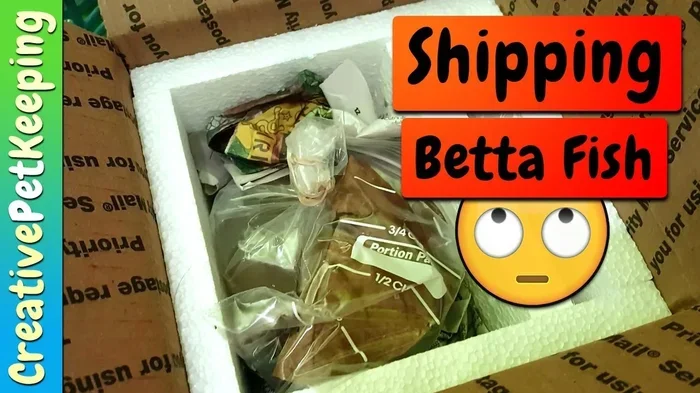How to Pack and Ship Betta Fish