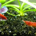 Is a Betta Fish Shrimp Treat
