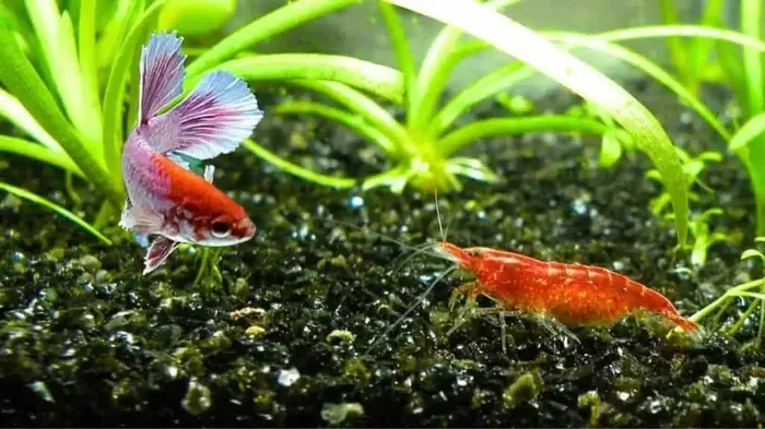 Can You Put Betta Fish With Shrimp What You Need To Know