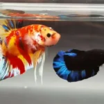 What Age Do Betta Fish Stop Growing