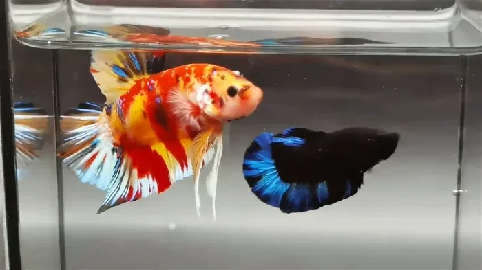 What Age Do Betta Fish Stop Growing