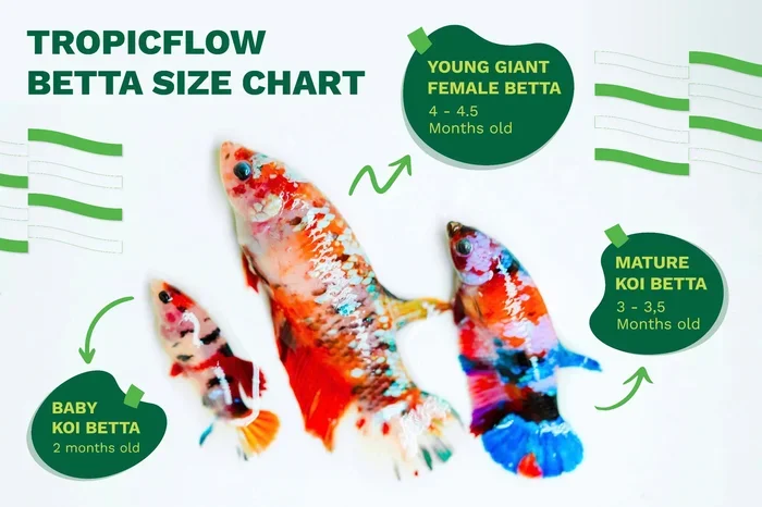 How Big Does the Betta Fish Get