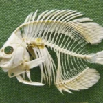 How to Preserve Betta Fish Bones