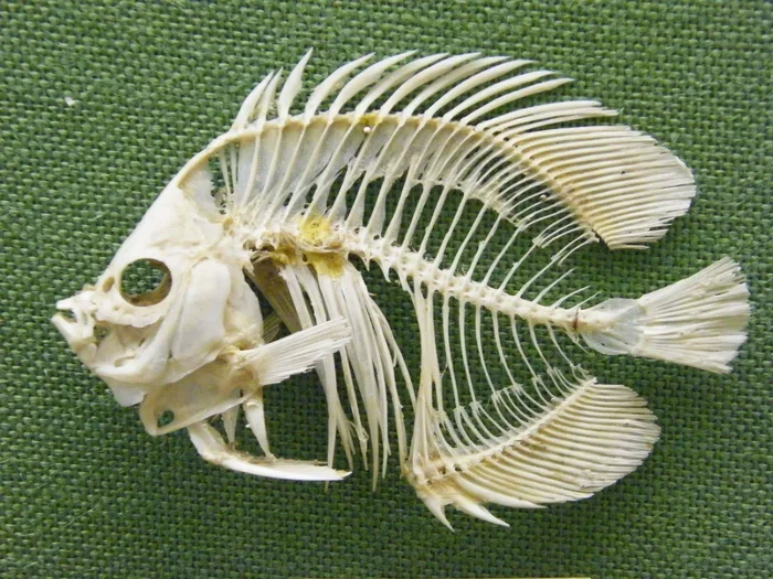 How to Preserve Betta Fish Bones