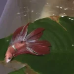 How to Put a Betta Fish to Sleep