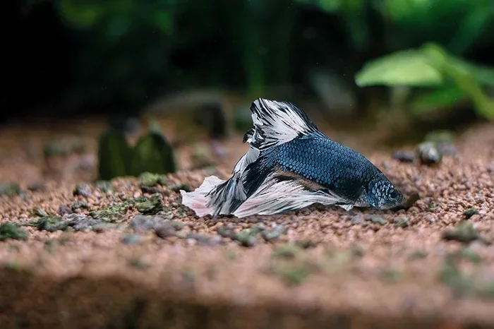 How to Tell If Your Betta Fish Is Asleep