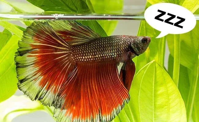 How Many Hours of Sleep Does a Betta Fish Need