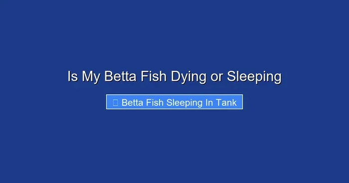 Is My Betta Fish Dying or Sleeping
