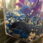 Is My Betta Fish Sleeping or Dead