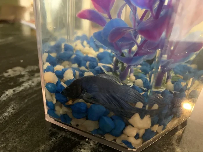Is My Betta Fish Dead or Sleeping Here Is How to Tell