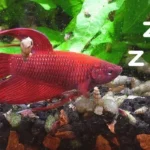 Is Betta Fish Sleep