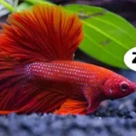 Is My Betta Fish Sleeping or Dying
