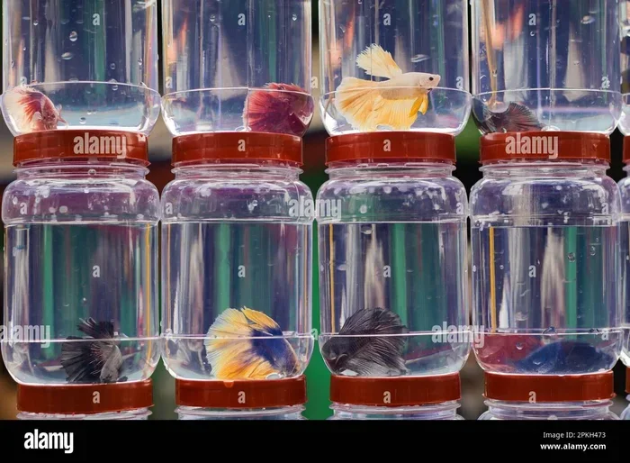 Should Betta Fish Live in Small Containers