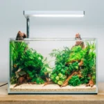 How Many Betta Fish in a 1.5 Gallon Tank