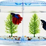 Why Are Betta Fish Kept in Small Tanks
