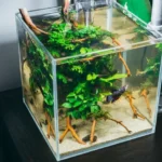 Can a Betta Fish Live in a Half Gallon Tank