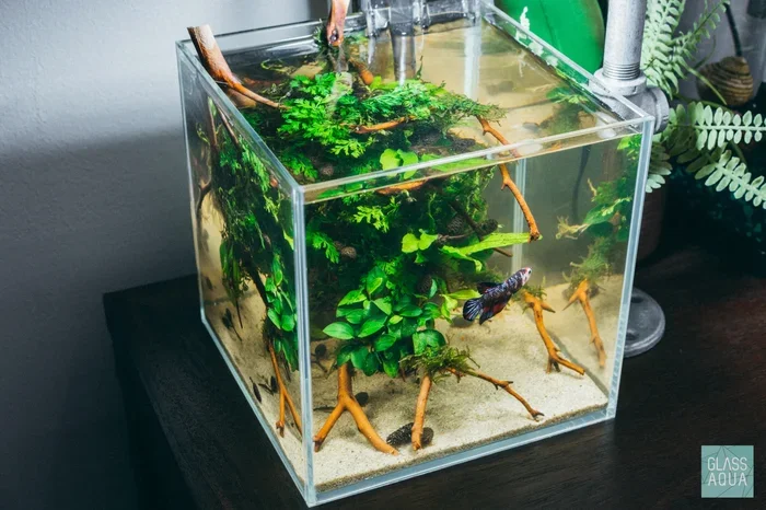 Can a Betta Fish Live in a Half Gallon Tank