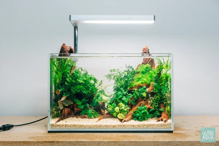 What Can Go in a Small Tank with Betta Fish