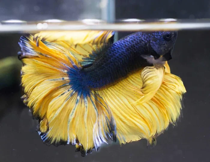 Is Marijuana Smoke Bad for Betta Fish