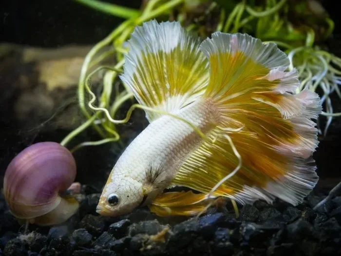 Do Betta Fish Attack Snails and What You Should Do
