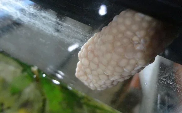 Do Betta Fish Eat Snail Eggs