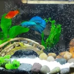 How to Soften Water for Betta Fish