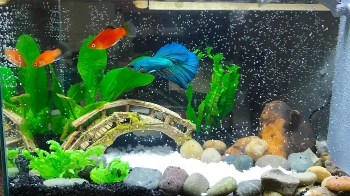 How to Soften Water for Betta Fish