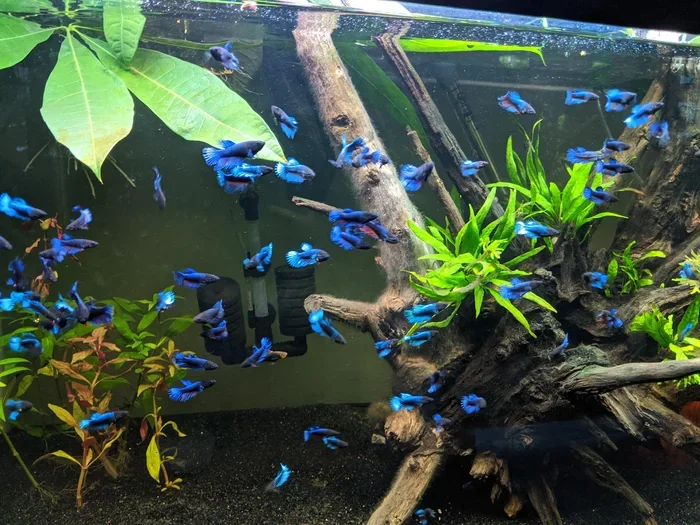 Can You Put Multiple Betta Fish Together Without Fighting