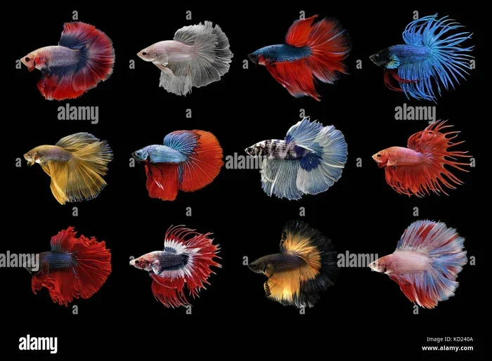 How Many Genus of Betta Fish Are There