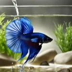 Is Poland Spring Water Good for Betta Fish