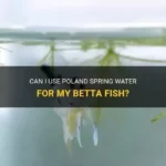 Is Poland Spring Water Okay for Betta Fish