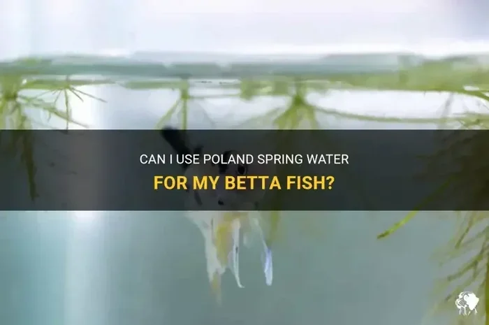 Is Poland Spring Water Okay for Betta Fish