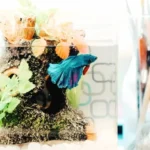 Is Poland Spring Water Safe for Betta Fish