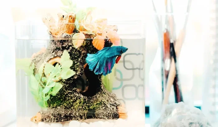 Is Poland Spring Water Safe for Betta Fish