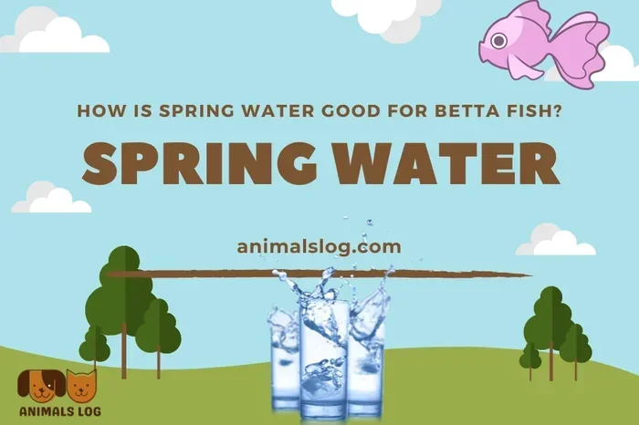 Is Public Spring Water Fine for Betta Fish
