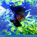 Why Does My Betta Fish Stare at Me