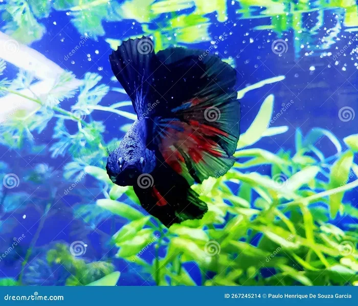 Why Does My Betta Fish Stare at Me