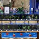 How to Start a Betta Fish Business