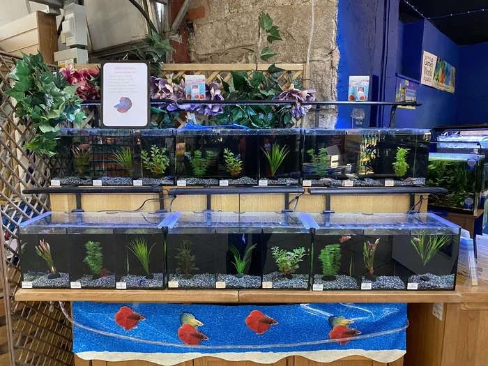How to Start a Betta Fish Business