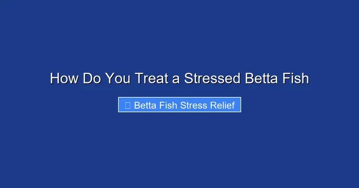 How Do You Treat a Stressed Betta Fish