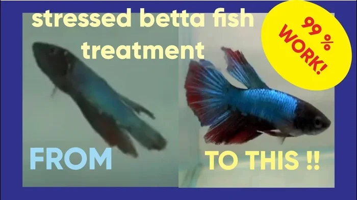 How to Tell If a Betta Fish Is in Distress