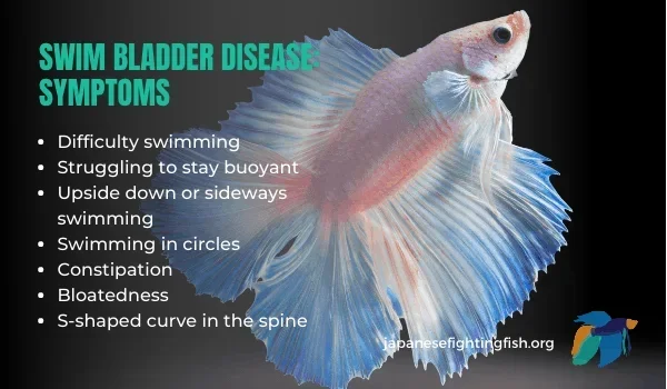 How to Treat Swim Bladder in a Betta Fish
