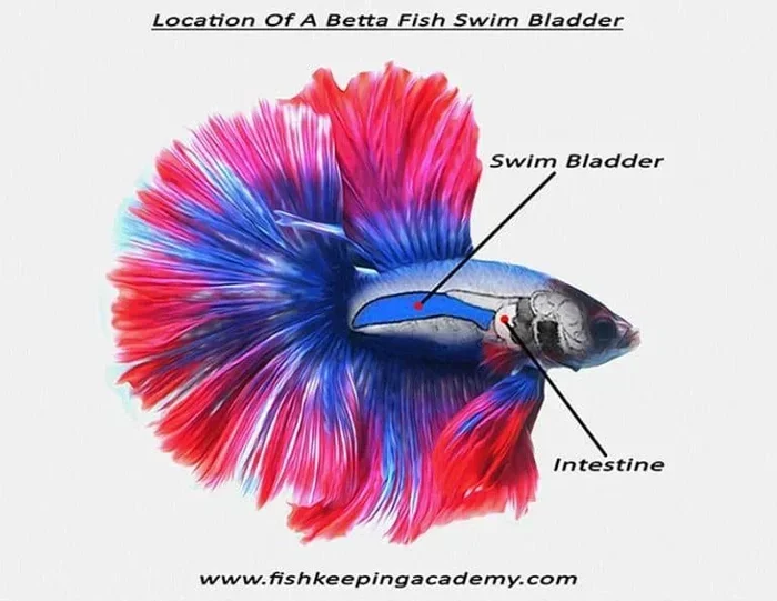 Is Swim Bladder Disease Fatal in Betta Fish