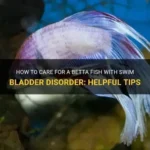 How to Treat Betta Fish Swim Bladder Disease Cutenesscuteness