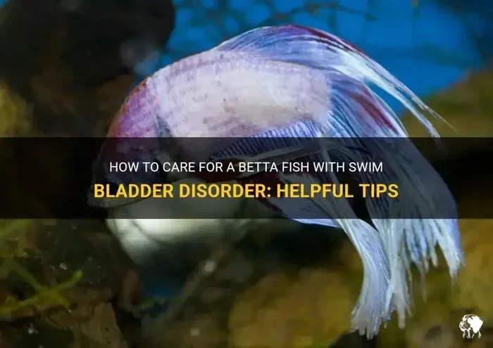 How to Treat Betta Fish Swim Bladder Disease Cutenesscuteness